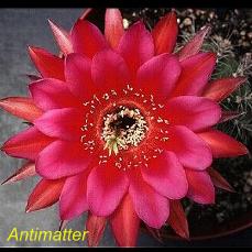 Antimatter.4.1.jpg 